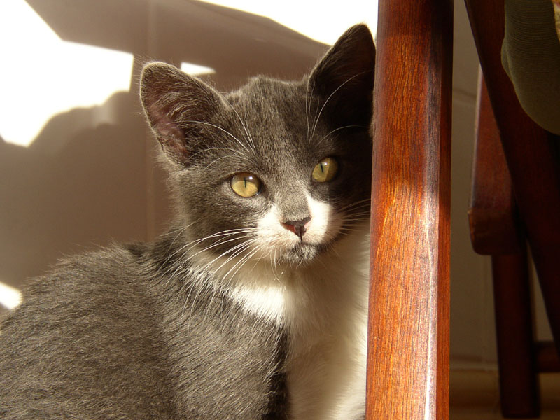 My little nicky.jpg