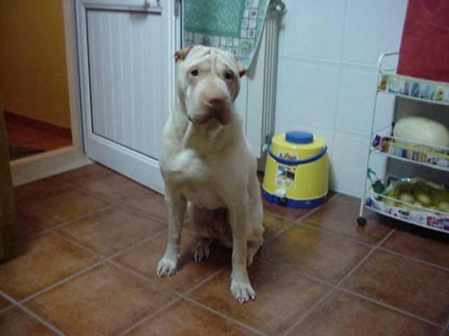 Yuki 9 meses.JPG